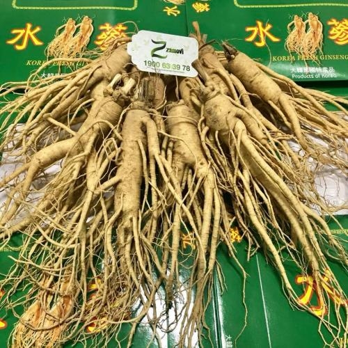 Sâm tươi Hàn Quốc (14 củ/kg)