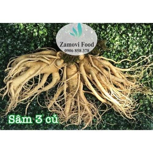 Sâm tươi Hàn Quốc (3 củ/kg)